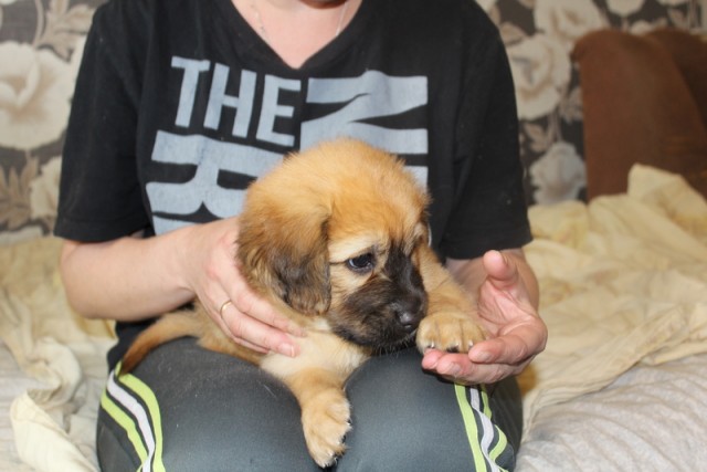 Взял еще одну рыжую из приюта