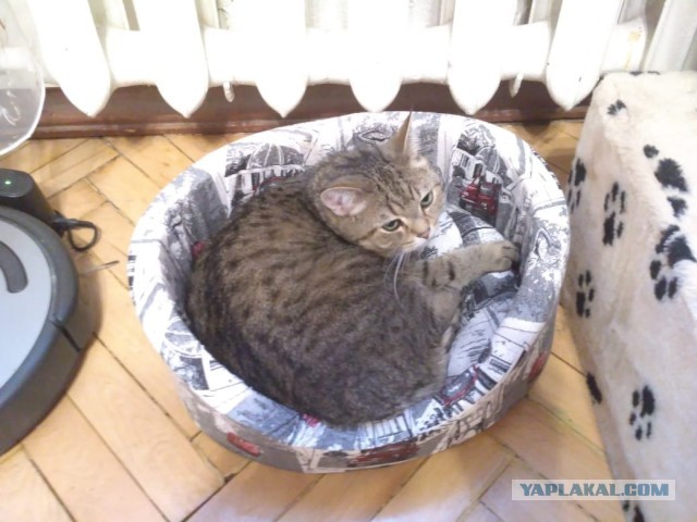 Котовторник. Начало.