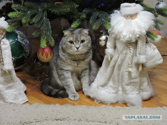 ЯП в кошках