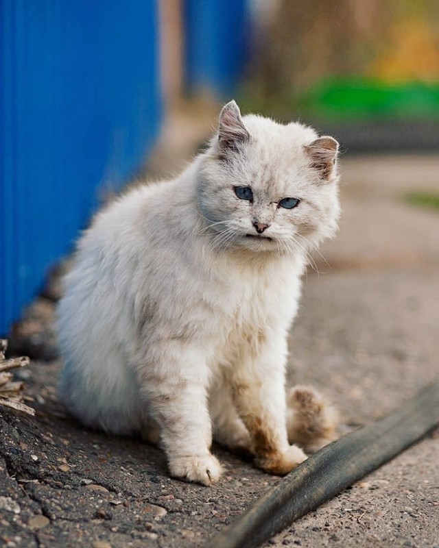 Деревенские котейки