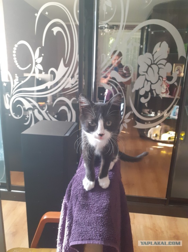Житие одного кота. В фотографиях. Вторник же...