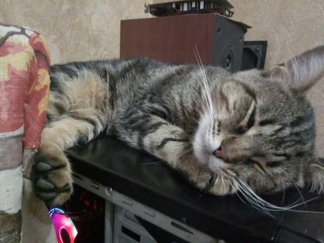 Ребят, помогите с кошкой! Это 3,14*дец!