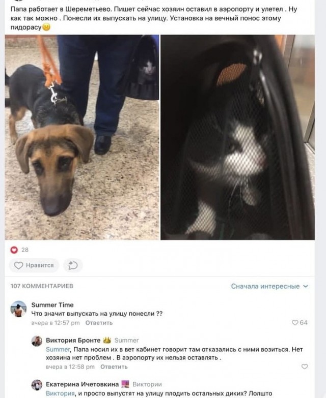 Хозяин оставил животных в аэропорту и улетел