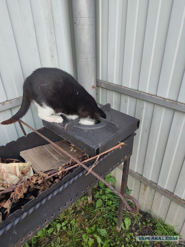 Котовторнику быть