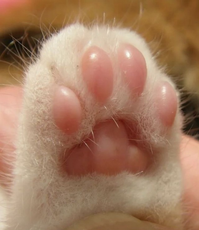 Котовторник