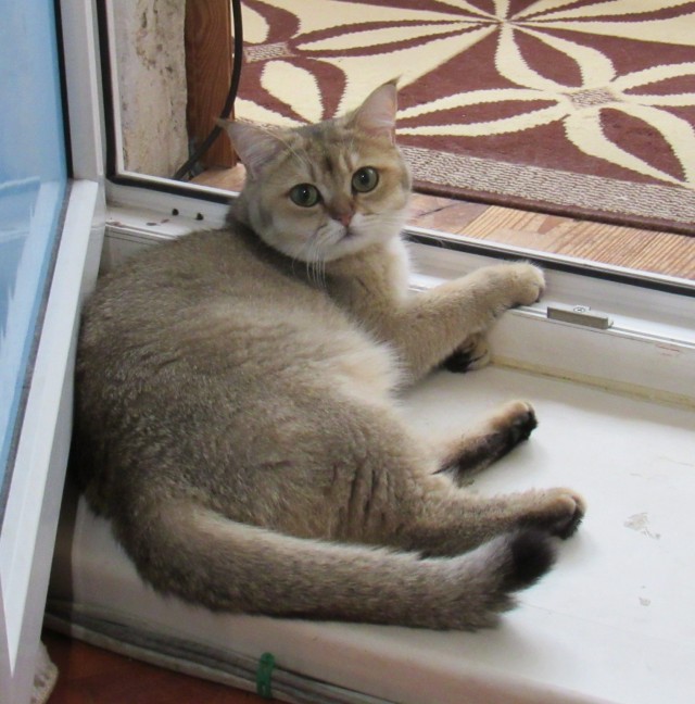 Котовторник 19.07.22