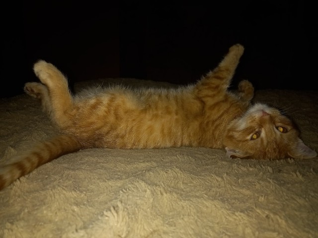 Жизнь домашнего приюта "Котоленд" 362