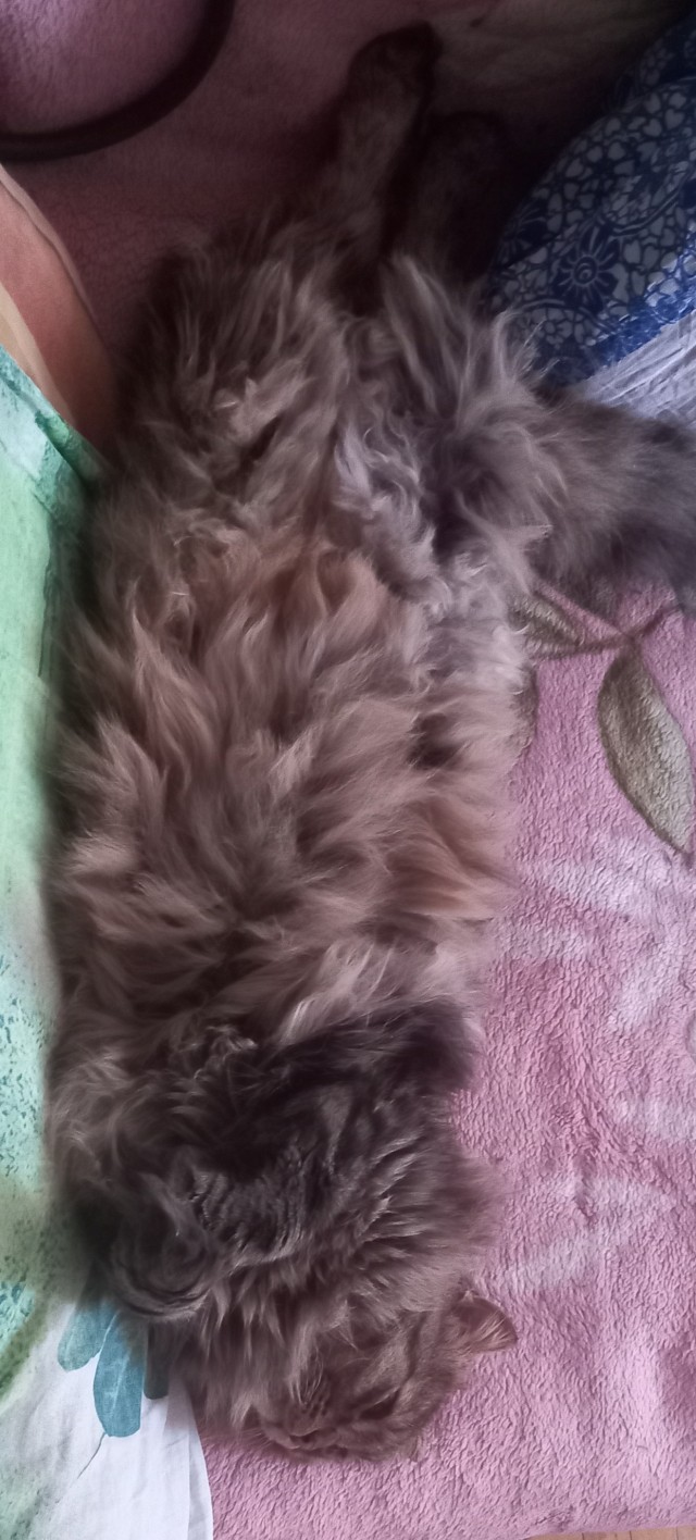 Котовторник 17.01.23