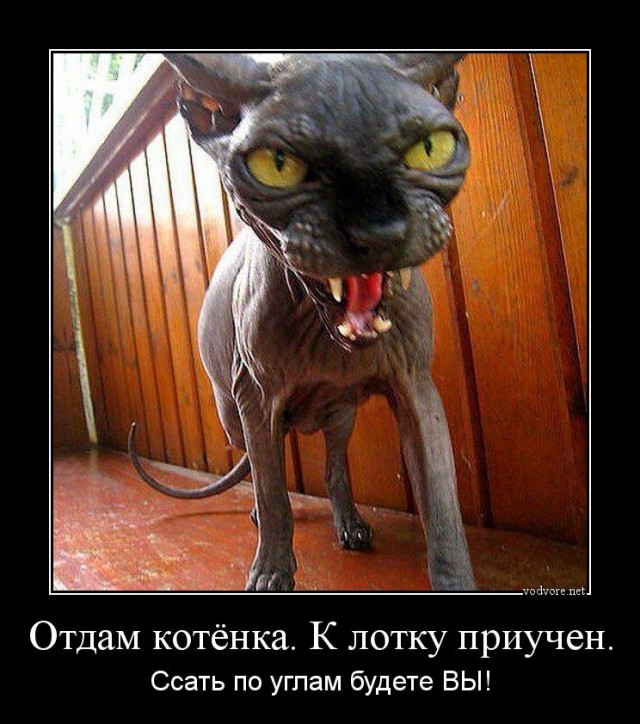 Матёрый...