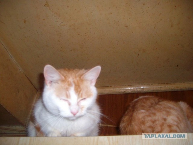 Жизнь домашнего приюта для котеек 434