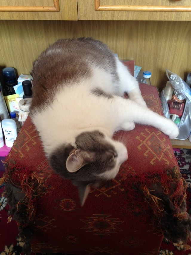 Котовторник 09.04.2013