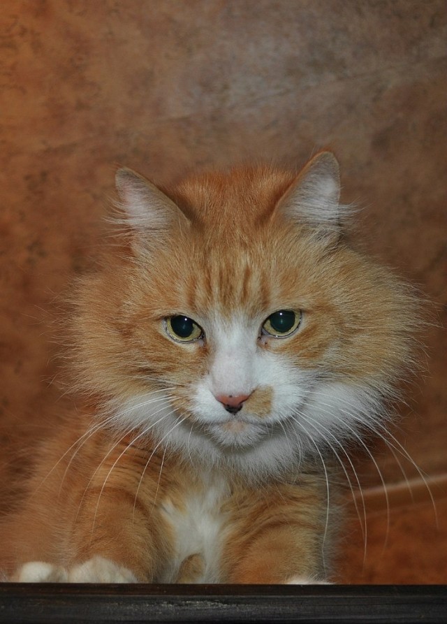 Котовторник 09.04.2013