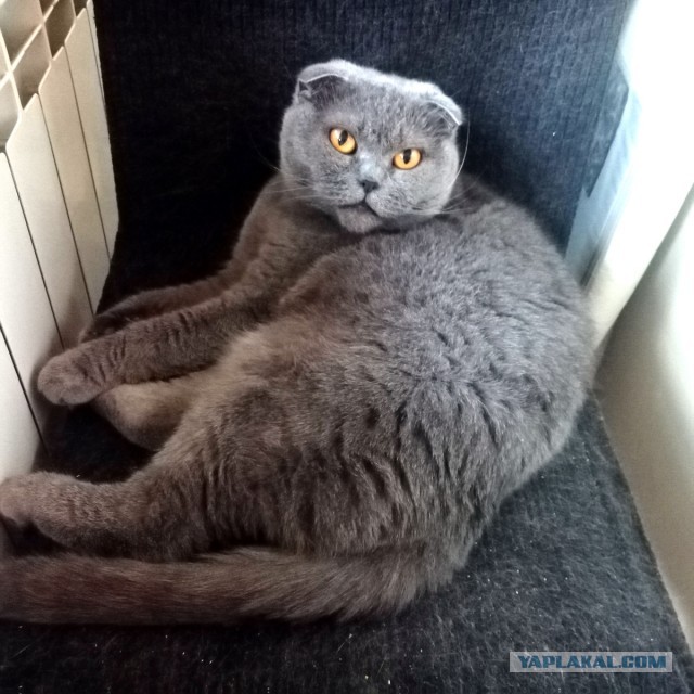 Ну вот и я стал рабом.