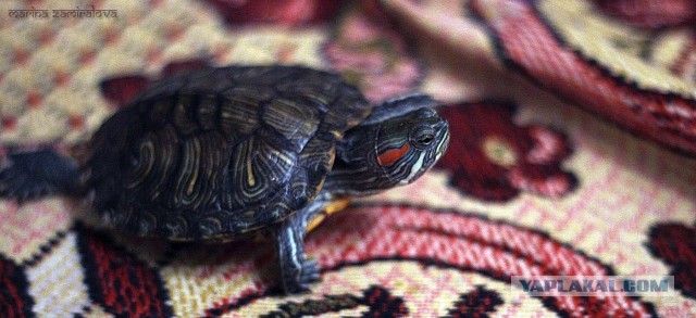 Черепашкин дом (22 фото).