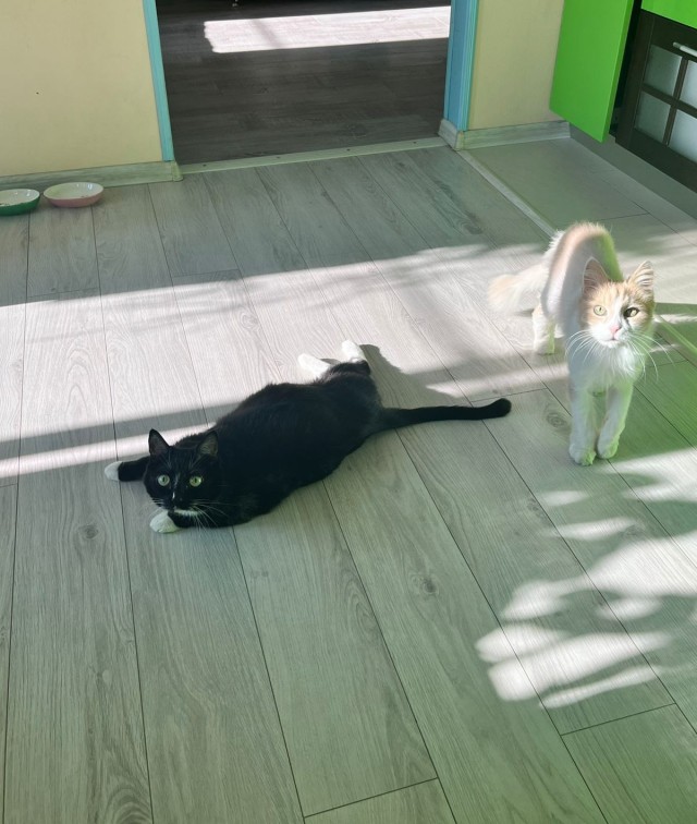 Кот