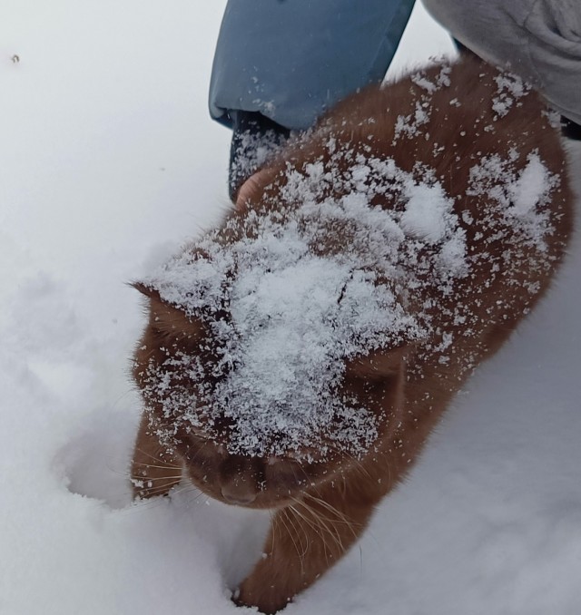 Доброго всем и котиков