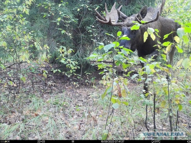 Окский заповедник показал снимки волков и рыси с фотоловушек