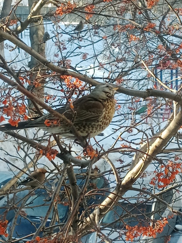 Свиристели, свиристели... пообедать прилетели!
