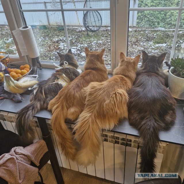 Просто кот. Самый красивый
