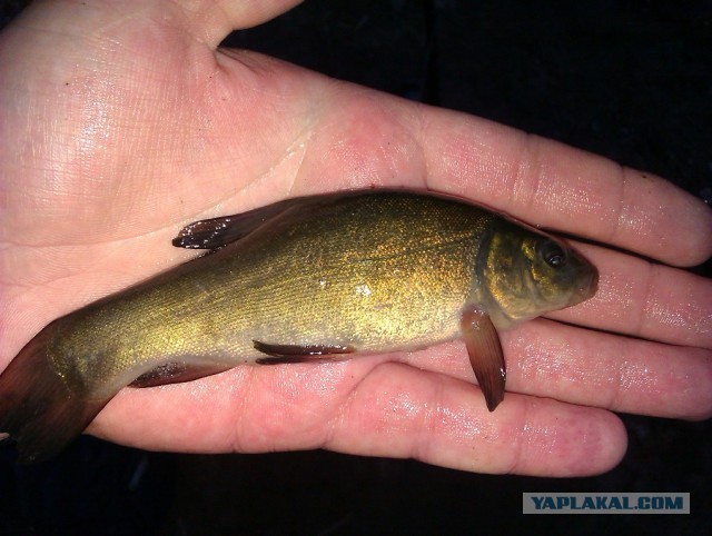 Рыбалка в ближайшем подмосковье