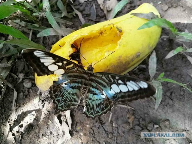 Бутан, таинственный Бутан