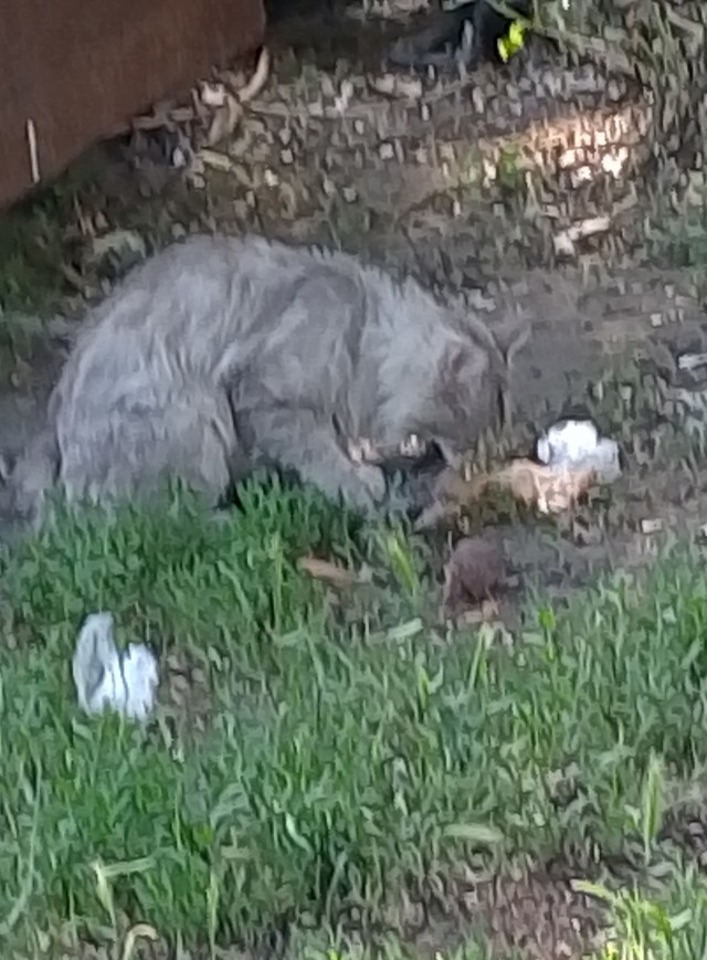 Помогите найти кота