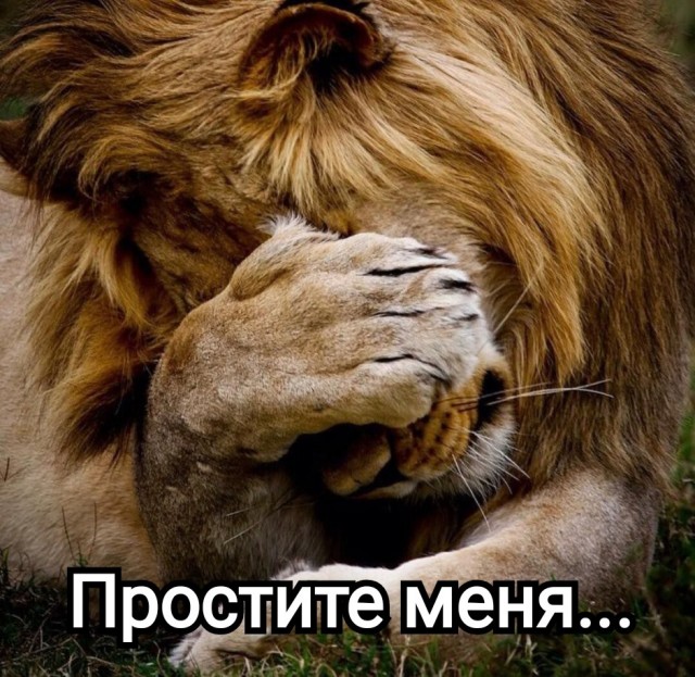 Льва, который напал на директора «Тайгана», не будут усыплять