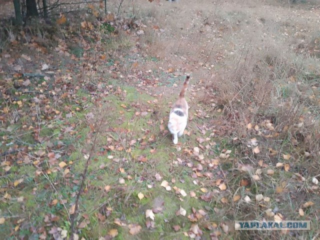 Жизнь домашнего приюта для котеек 562