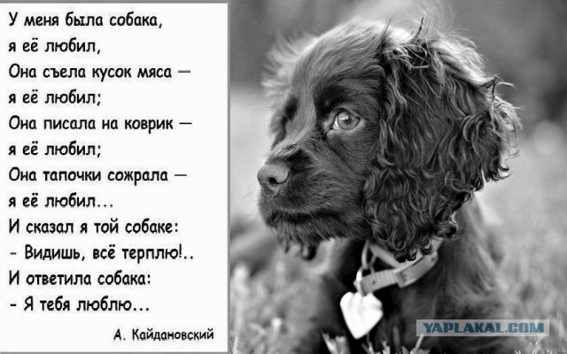 Корги и свекла