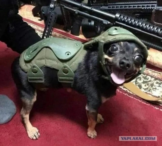 Сегодня продолжительность СВО сравнялась с продолжительностью Великой Отечественной войны