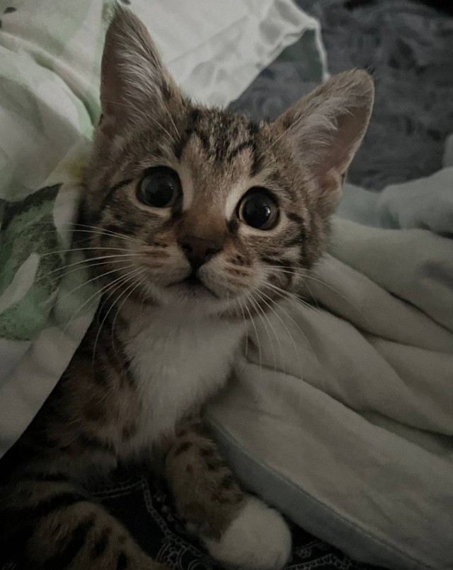 Зачем моряки держали кошек на кораблях — и это не про крыс