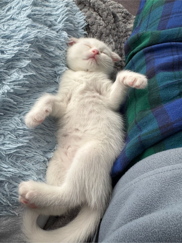 Котофторник жеж