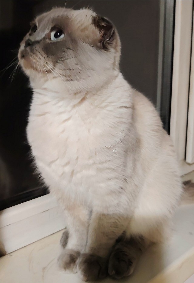 Наши коты