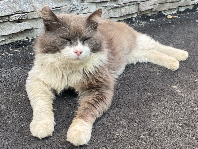 Уличные котики
