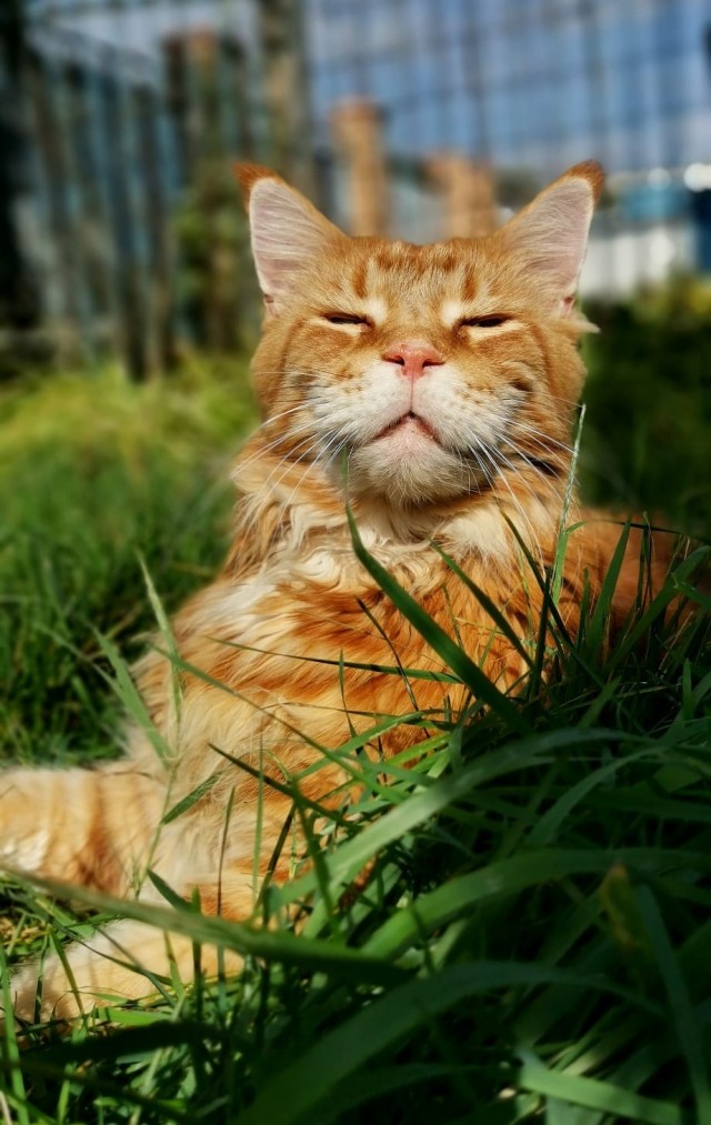 Котовторник#