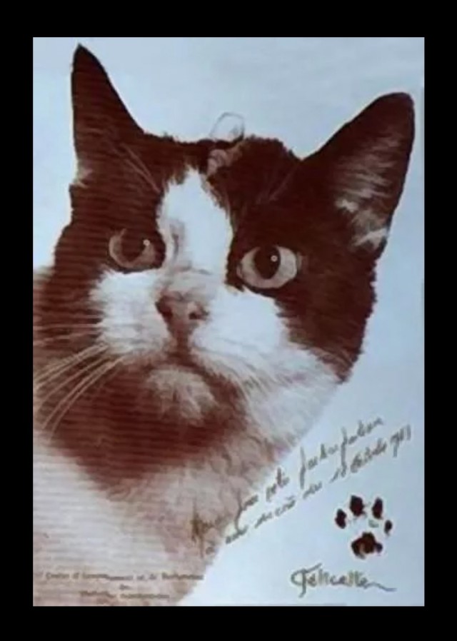 Котмонавт