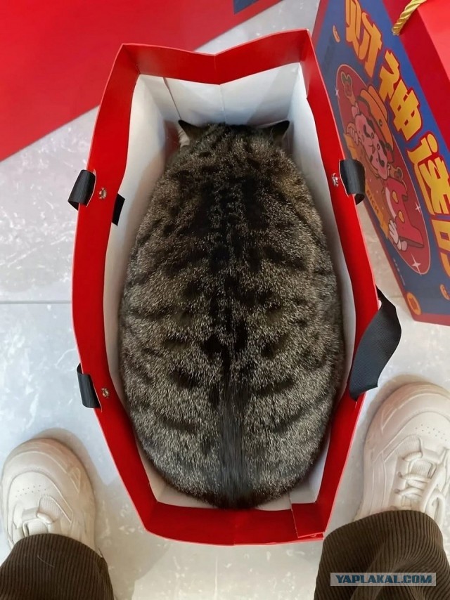 Очередной котовторник