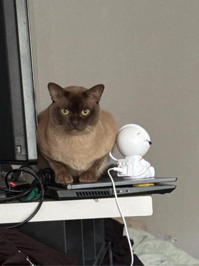 Котовторник