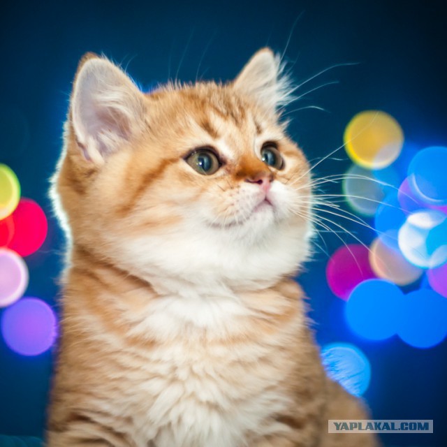 Котовторник  08.04.2014
