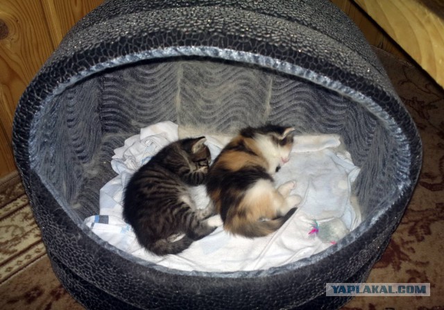 С Котовторником!
