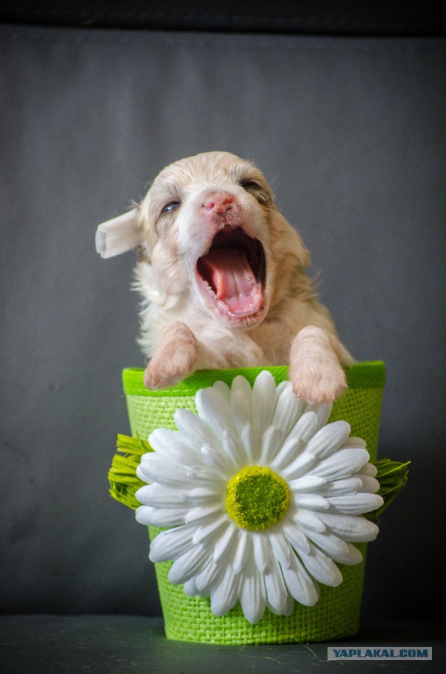 А у тебя есть фото твоей зевающей котейки ?