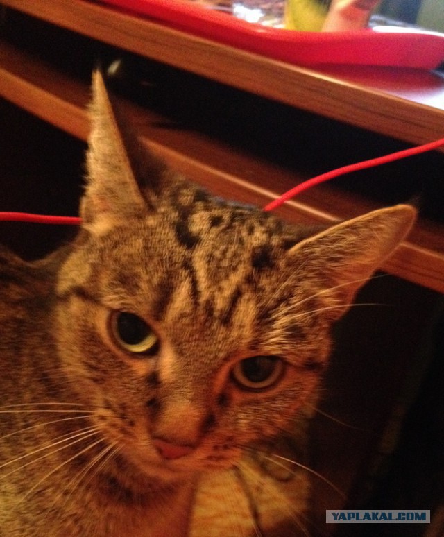 Котовторник 09.09.2014