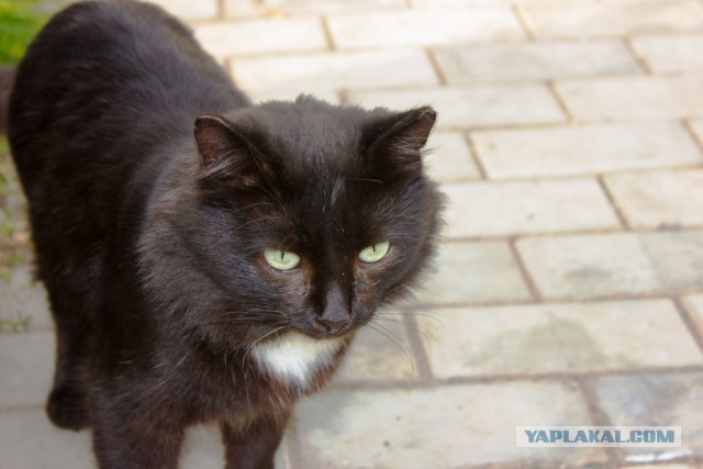 Котовторник 11.11.2014
