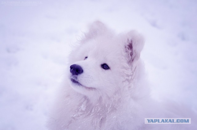 Самоедская лайка