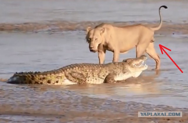 Нападение львов на крокодила