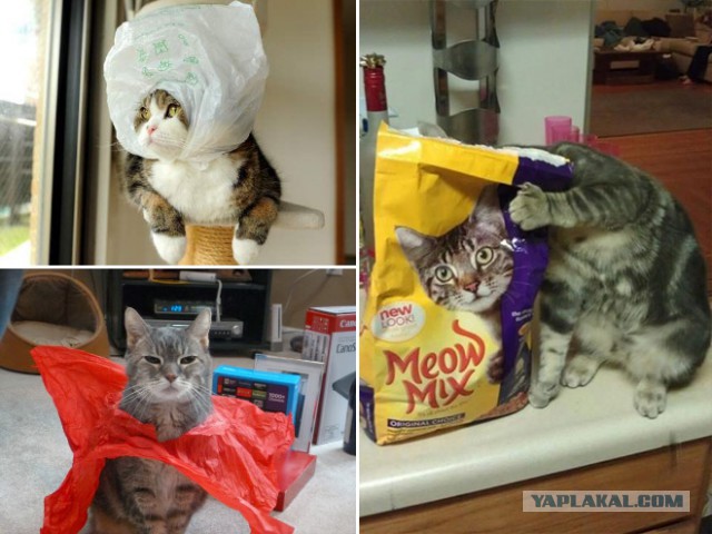 Кошки vs. пакеты