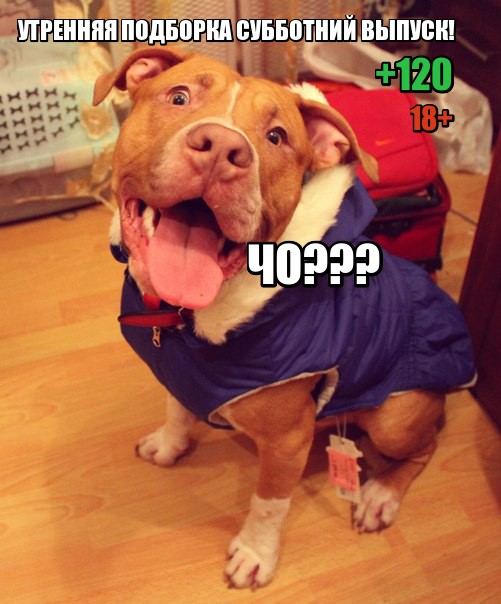 Подборка картинок из сети