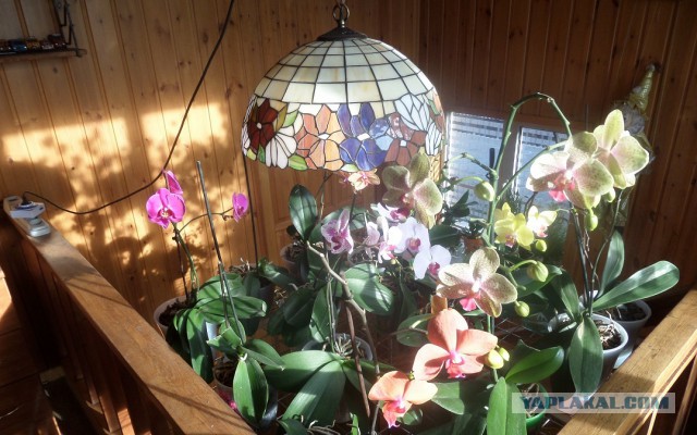 Огород круглый год