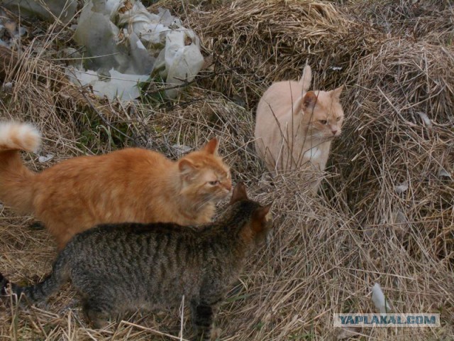 Жизнь домашнего приюта для котеек 107