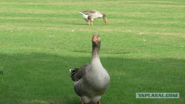 Флорида.Орландо.